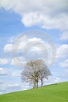 Leafless tree