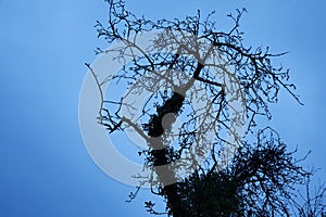 Leafless tree with intertwined branches