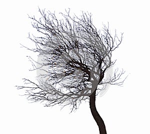 Leafless tree isolated photo