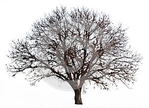 Leafless tree isolated