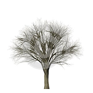 Leafless tree isolated on white