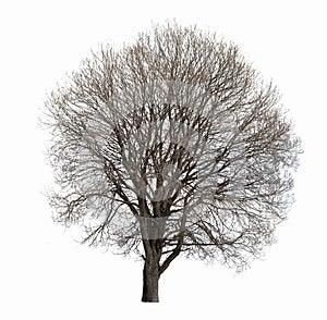 Leafless tree isolated photo