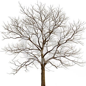 Leafless tree isolated on white background