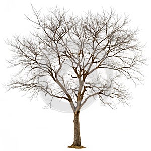 Leafless tree isolated on white background