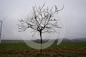 Leafless tree in the landscape with wind turbines in the foggy background