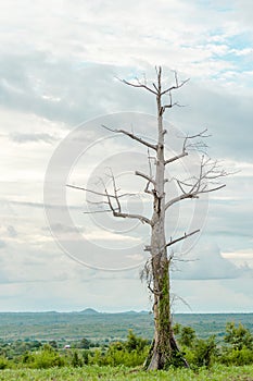 Leafless tree in the meadow