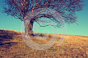 Leafless tree on meadow