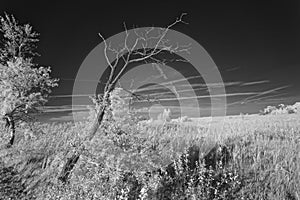 Leafless tree in meadow in infrared