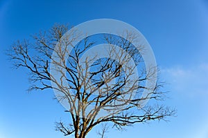 Leafless tree