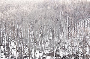 Leafless tree on mountain forest in the winter.