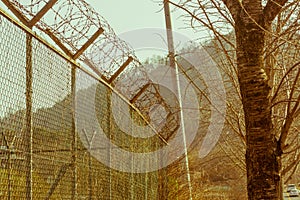 Leafless tree next to cyclone fence