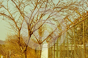 Leafless tree next to cyclone fence