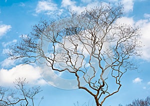 Leafless tree