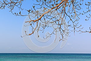 Leafless tree over blue sea