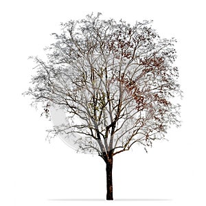 Leafless tree photo isolated on white