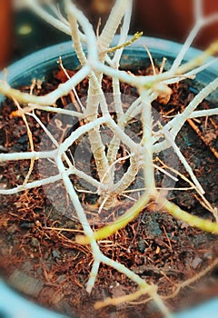 Leafless tree in a pot waiting to grow new leaves.