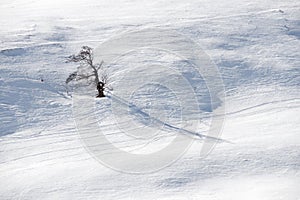 Leafless tree in the Pyrenees