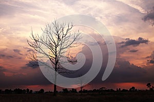 Leafless tree before the rain with beautiful evening light