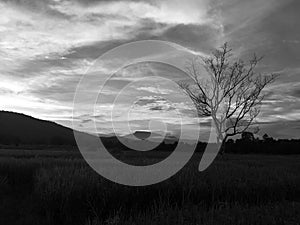 Leafless tree in the rice field and mountain.