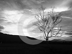 Leafless tree in the rice field and mountain.