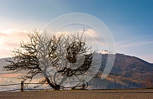 Leafless tree by the road in mountains