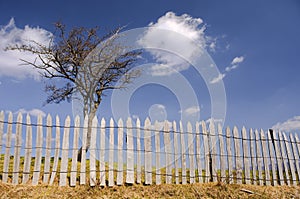 Leafless tree and rustic fence