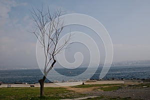 Leafless Tree and Sea