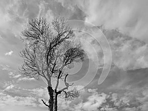 Leafless tree silhouette and blue sky clouds in black and white