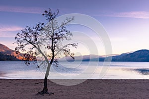 Leafless tree silhouetted against sunset sky, mountains, lake, and beach in autumn