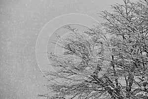 Leafless tree on a snowy day