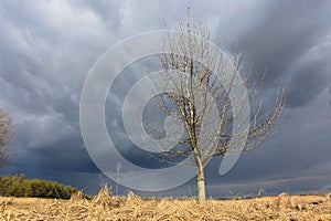 Leafless tree on spring thunderstorm sky background
