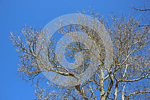 Leafless Tree In Springtime photo