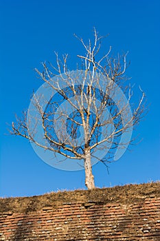 Tree Standing above a Fortification