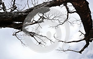 Leafless tree top with clouds background, Scary background