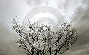 Leafless tree top with sun in clouds background
