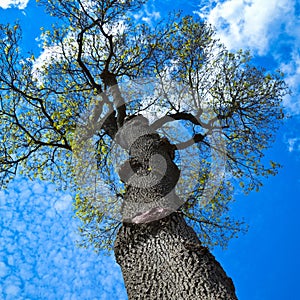 Leafless tree waiting for spring to come