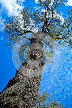 Leafless tree waiting for spring to come