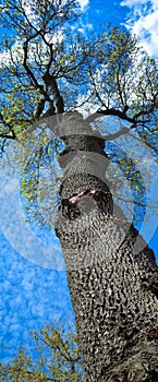 Leafless tree waiting for spring to come