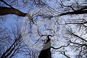 Leafless trees