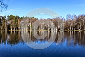 Leafless trees in autumn and reflection of trees in the lake. Bare birch forest by the lake.