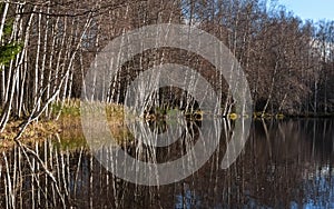 Leafless trees in autumn and reflection of trees in the lake. Bare birch forest by the lake.