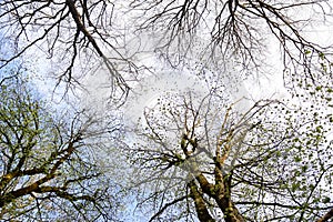 Leafless trees with cloudy sky background