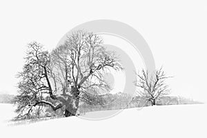 Leafless trees covered in snow