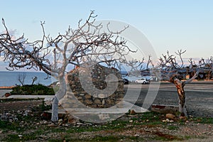 Leafless trees on Cyprus