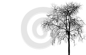 Leafless  trees  the dark leaving an eerie scene ;Silhouette of scary Halloween tree background  back side