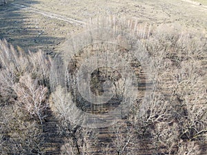 Leafless trees in early spring, aerial view. Gloomy landscape