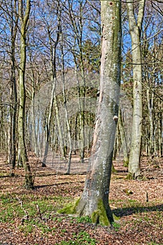 Leafless trees in a forest with a bit of regrowth developing in early spring. Landscape of lots of tree trunks covered