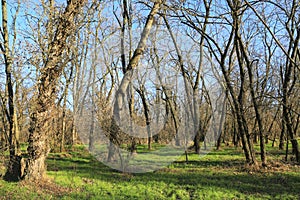 Leafless trees in forest at sunny day