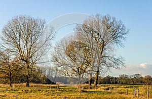 Leafless trees and many fences in a rural landscape