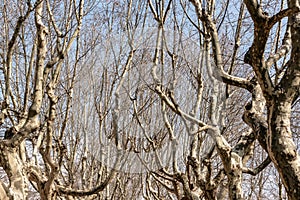 Leafless Trees in a Park